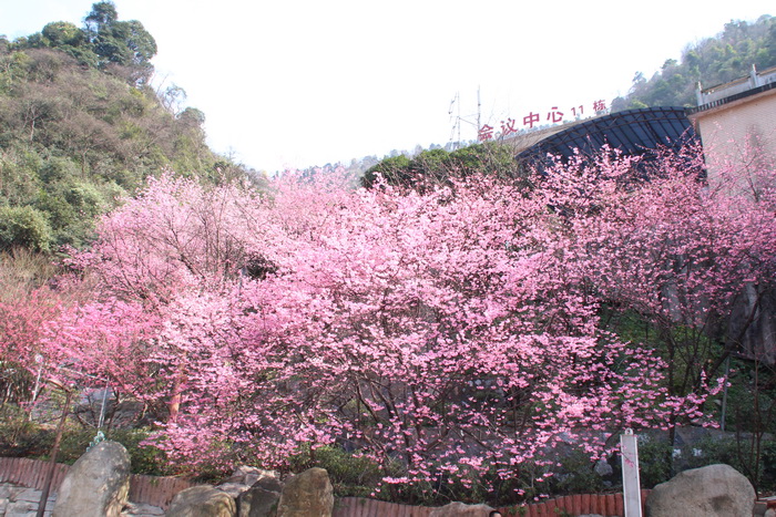 王仙岭樱花